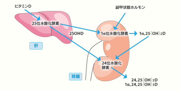 図:ビタミンDの水酸化による活性型への変化 大薗 恵一:チャイルドヘルス, 14(2), 1008, 2011