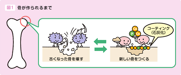 図1 骨が作られるまで 古くなった骨を壊す←→新しい骨をつくる コーティング(石灰化)