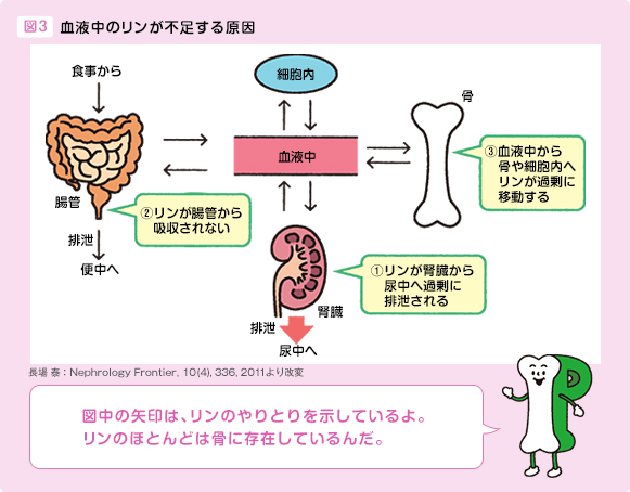 図3 血液中のリンが不足する原因 ①リンが腎臓から尿中へ過剰に排泄される ②リンが腸管から吸収されない ③血液中から骨や細胞内へリンが過剰に移動する 図中の矢印は、リンのやりとりを示しているよ。リンのほとんどは骨に存在しているんだ。